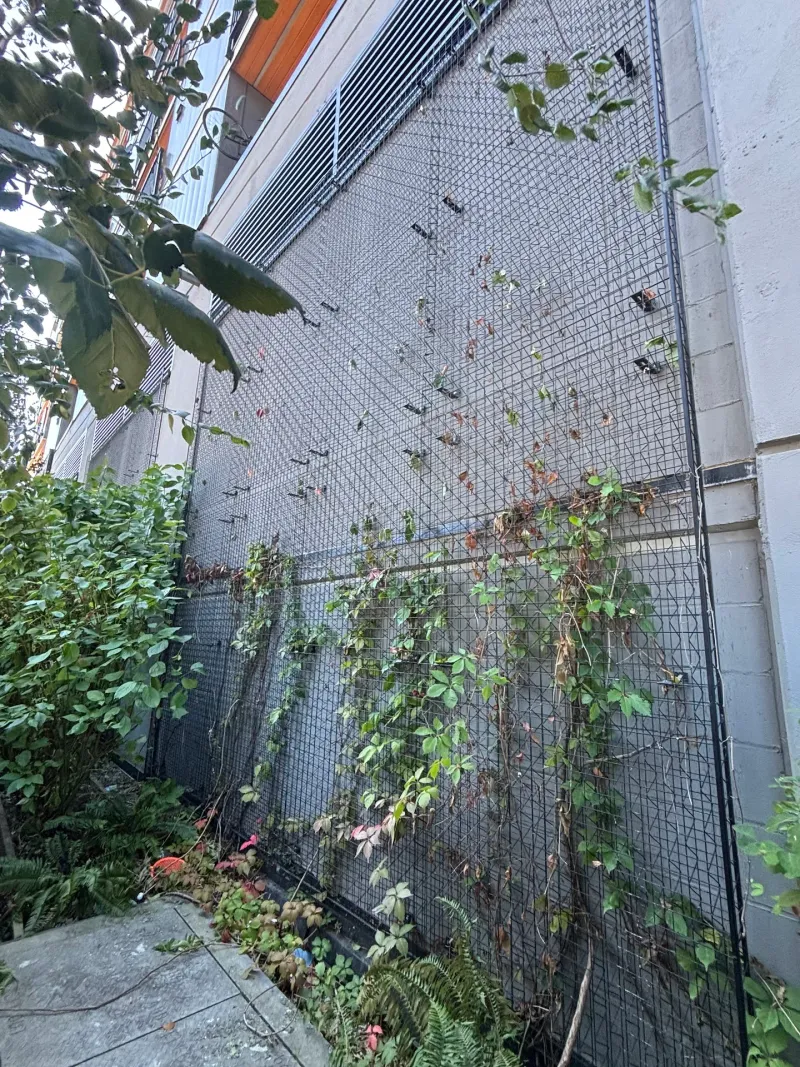 Before: Side elevation wall with protective screen covered by vines, Downtown, Squamish, BC