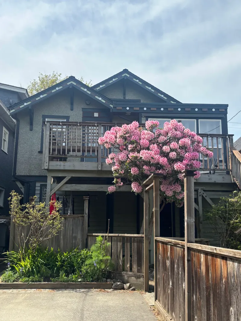 Before: Front elevation of two-storey house with upper deck and railings, seen behind a flowering tree and fence, Vancouver, West Vancouver, BC