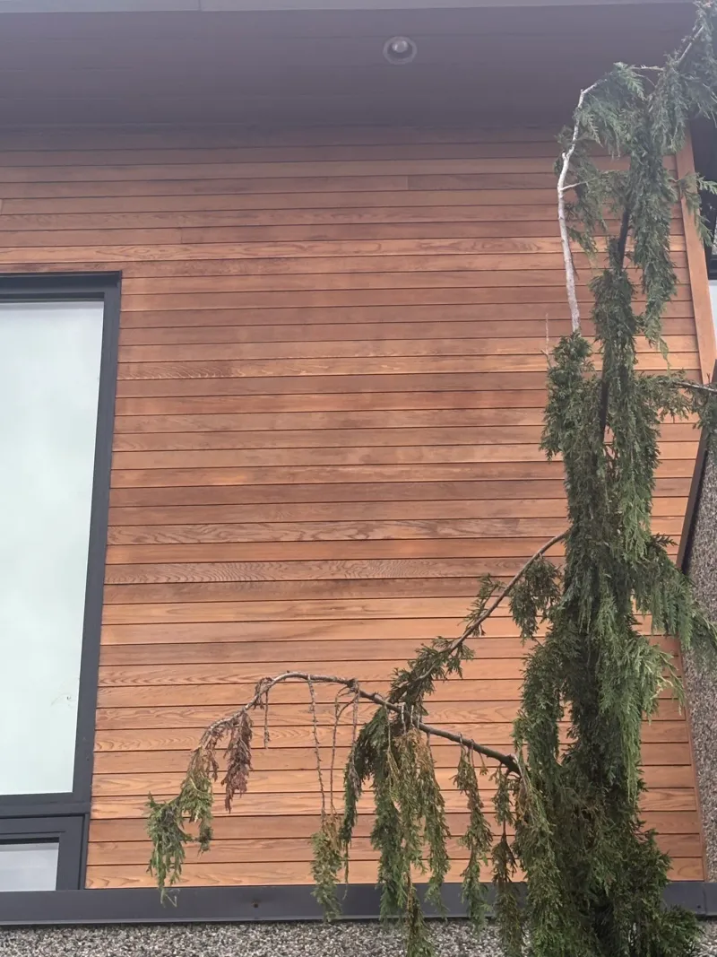 Before: siding wall with tall narrow window, partially obscured by a tree branch, Whistler, BC